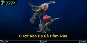 Cược Kèo Đá Gà Hôm Nay – Bí Kíp Soi Chuẩn Từ Cao Thủ 777X